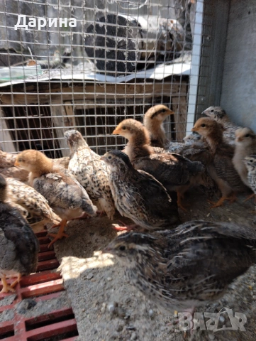 Пъдпъдъци, снимка 4 - Кокошки и пуйки - 54235677