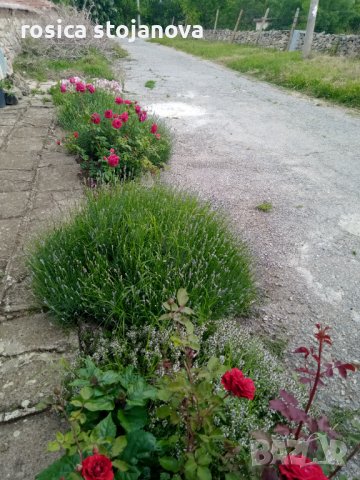 Градински храстовидни рози ,ароматни