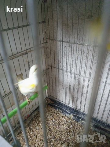 Канарчета, снимка 3 - Канари - 54036241