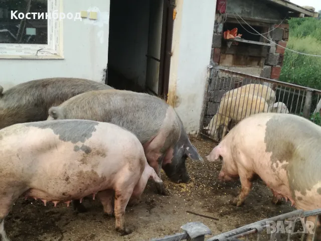 УГОЕНИ ПРАСЕТА. промоция до края на месеца.