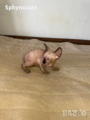 Котенца момичета и момчета канадски сфинкс, снимка 14 - Сфинксове - 49394602
