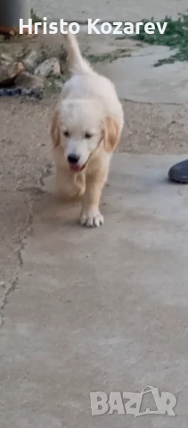 Подарявам кученце Голдън ретривър , снимка 1