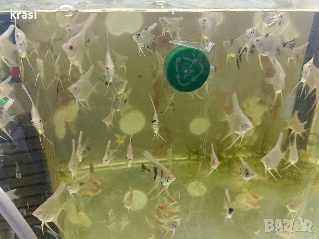 Декоративни рибки, скаларий. , снимка 8 - Рибки - 54359555