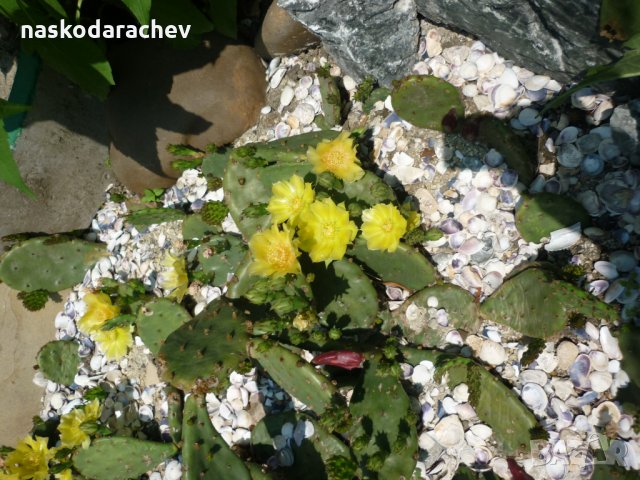 Студоустойчиви кактуси Опунция (Бодлива круша) подходящи за Вашата красива градина, снимка 15 - Градински цветя и растения - 29201767