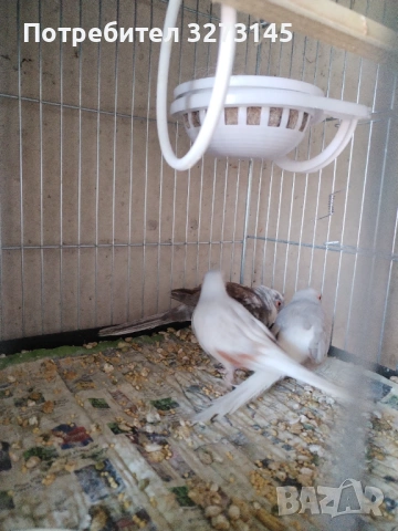 Диамантени гугутки 