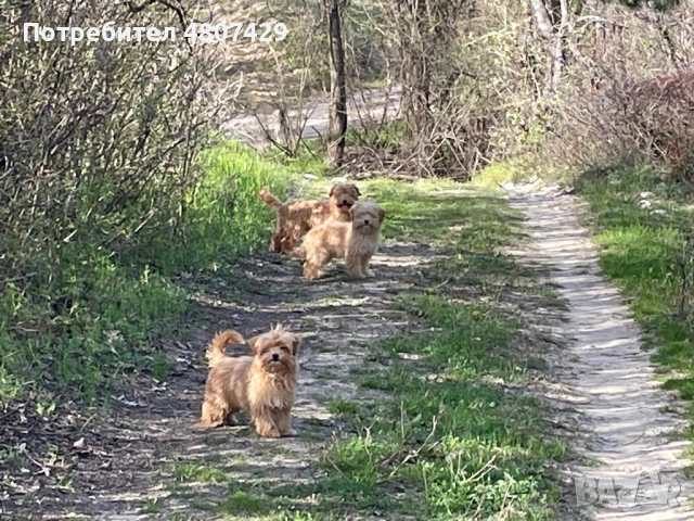 Продавам кученца порода Пудели, снимка 4 - Пудели - 54309387