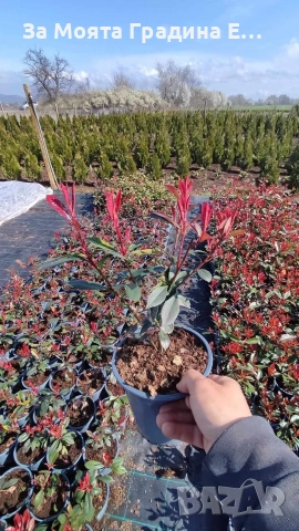 Фотиния за жив плет 2вида , снимка 10 - Градински цветя и растения - 54020526