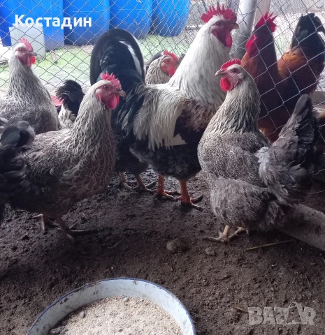 Разподни яйца от катунска кокошка Сребърна линия Разподни яйца от катунска кокошка Сребърна линия 