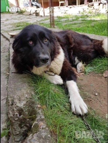 Каракачанки малки, снимка 7 - Каракачанска овчарка - 52534631