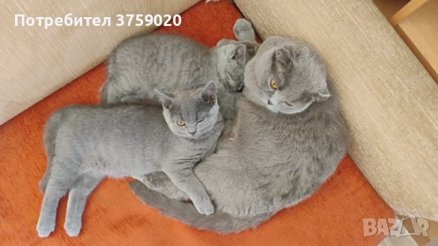 Британска късокосместа, снимка 8 - Британска късокосместа - 53825984