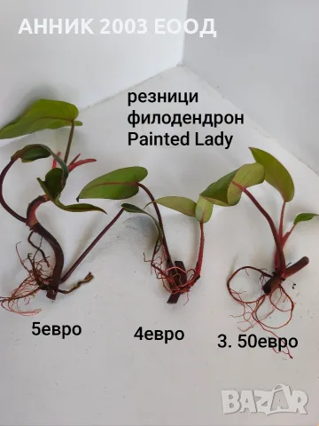 Стайни цветя-монстера,сингониум и др., снимка 12 - Стайни растения - 56204939