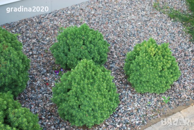 Смърч Алберта Глобе/ Picea glauca var. albertiana 'Alberta Globe', снимка 7 - Разсади - 40645718
