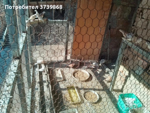 гугутки скумрии