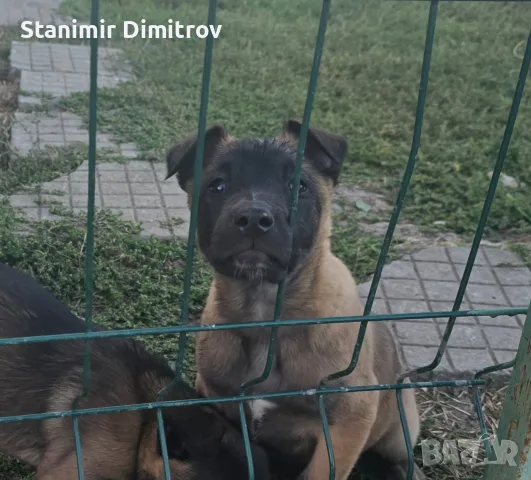 Белгийски овчарки Малиноа, снимка 6 - Белгийска овчарка - 56390612