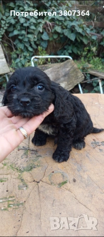 Американски Кокер шпаньол , снимка 6 - Кокер шпаньол - 54175558