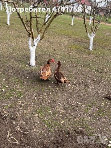 Яйца от шоколадови патици