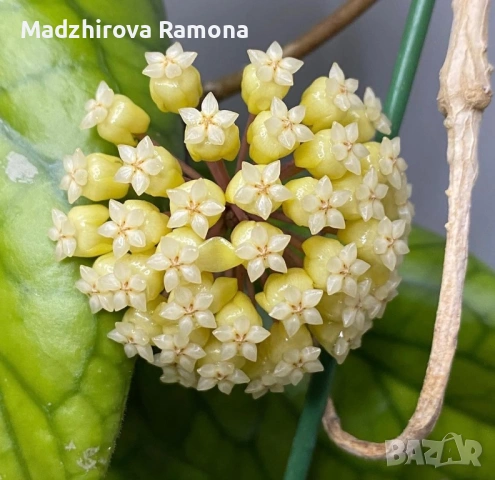 Hoya Хоя Golden Eye 