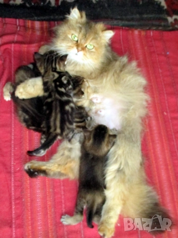 Британско коте, момиче, момче, маркирано, агути, таби, котка, котарак, котенце британче, снимка 9 - Други - 52152579