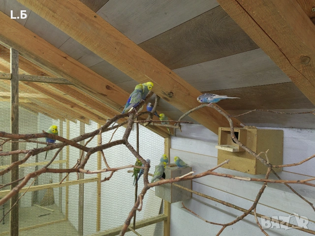 Вълнисти реийнбоу