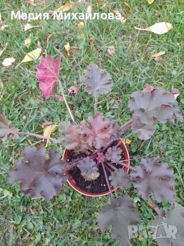 Различни видове Хойхери, снимка 4 - Градински цветя и растения - 52291355