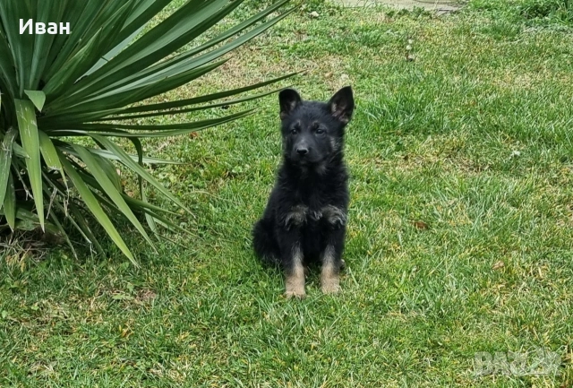 малки немски овчарки, снимка 15 - Немска овчарка - 52921710