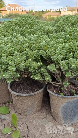 Хебе Hebe, снимка 5 - Градински цветя и растения - 52534903