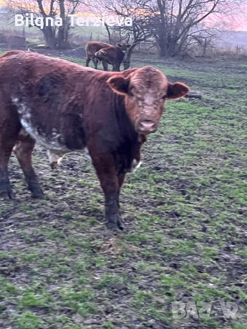 Продавам телета, снимка 2 - Крави - 52553918