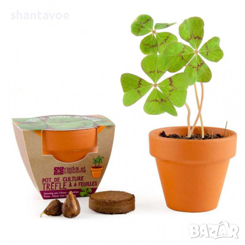 Четирилистна детелина в саксия с пръст и луковици