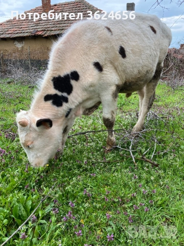 продавам две телета 