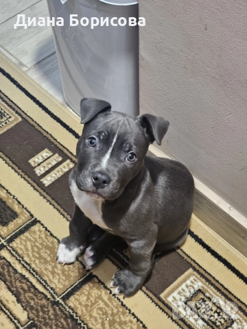 мъжко американско були хл, снимка 2 - Други - 52887958