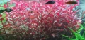 Растение за аквариум Ludwigia Super Red 10 стръка сет, снимка 1