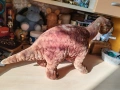 Плюшен динозавър, снимка 4