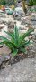 agave desmettiana агаве десметиана, снимка 1 - Градински цветя и растения - 42092246