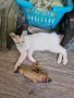 Братче и сестриче търсят любящ дом!, снимка 5