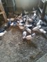 Продавам гълъби бемкалий палбелий поморийски пазарджишки млади бели гълъби за свадба
