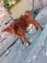 Абърдийн женски 20 дни, снимка 1