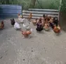 Продавам млади кокошки , снимка 1