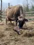 Продавам БРГ крава , снимка 5