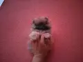 Мини момиченце. Померан., снимка 1