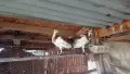 паунчета арлекини , снимка 2