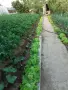 продавам къща 100кв.м в с.чорбаджийско-кърджалийско , снимка 15