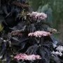 Бъз „Черна кула“ – Sambucus nigra ‘Black Tower’, снимка 1