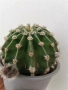 кактус ехинопсис , снимка 3