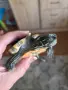 Водни костенурки, снимка 4