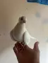 Шуменски гълъби, снимка 2