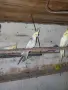 Продавам Корели, снимка 2