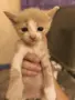Подаряваме женско коте, снимка 2
