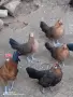 Продавам декоративни кокошки , снимка 9