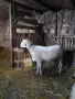 Продавам коч-двогодишен асаф, снимка 3