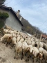 Продавам стадо овце 150бр, снимка 4